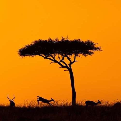 Best Safari Parks in Kenya: An Expert Guide